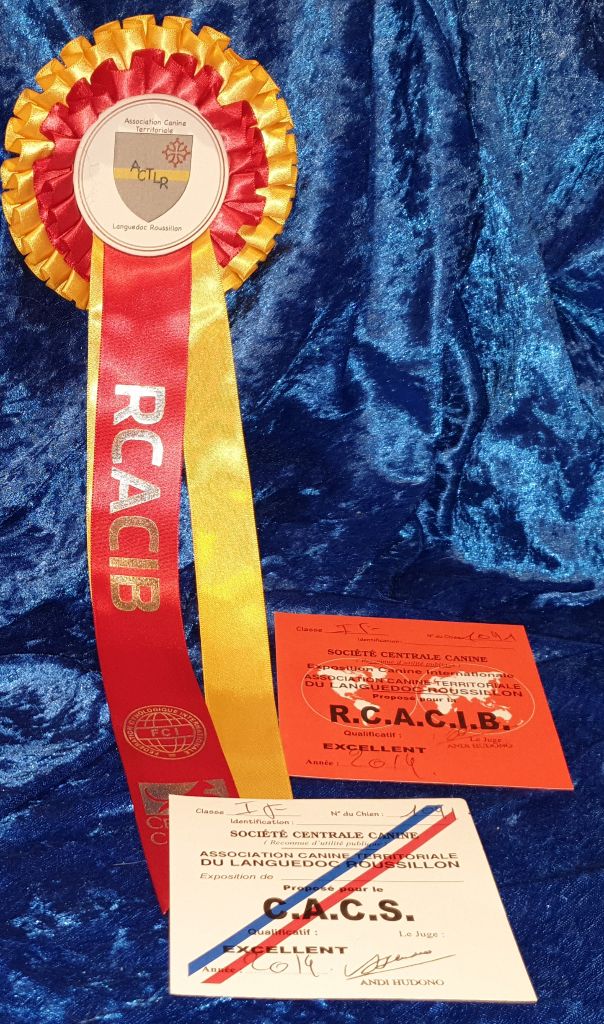 CH. Obayatelnyy myagkost shokolad Des Hibiscus D'Azur - Classe intermédiaire : 1er exc - CACS - RCACIB