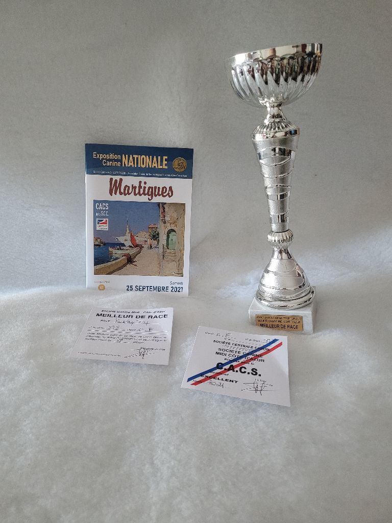 CH. Obayatelnyy myagkost shokolad Des Hibiscus D'Azur - Classe ouverte : 1er exc - CACS - Meilleur de race