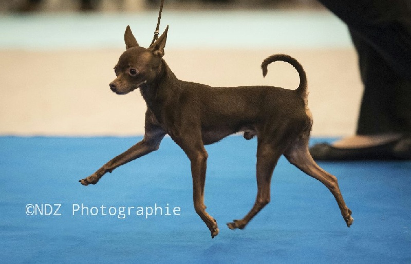 CH. Tamirlan tsar iz polesskikh elfov - Classe Champion : 2ème excellent