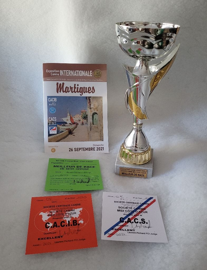 CH. Obayatelnyy myagkost shokolad Des Hibiscus D'Azur - Classe ouverte : 1er exc - CACS - CACIB - Meilleur de sexe opposé