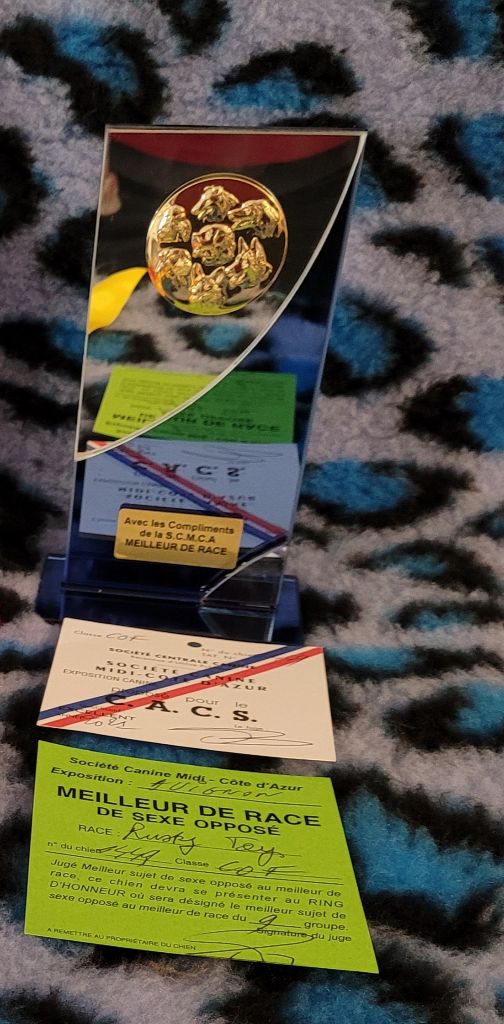 CH. Obayatelnyy myagkost shokolad Des Hibiscus D'Azur - Classe ouverte : 1er excellent- CACS - Meilleur de sexe opposé