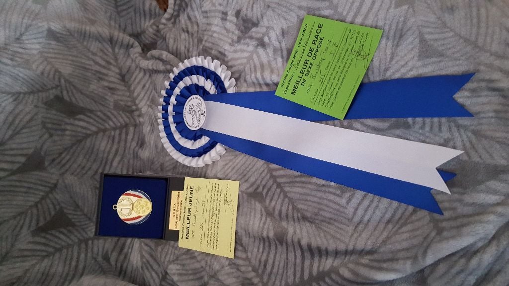 CH. Obayatelnyy myagkost shokolad Des Hibiscus D'Azur - Classe Jeune : 1er exc - Meilleur Jeune - Meilleur de sexe opposé