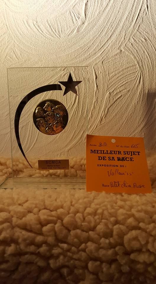 CH. Tamirlan tsar iz polesskikh elfov - Classe Champion : 1er excellent - Meilleur de race