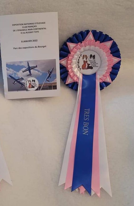 CH. Obayatelnyy myagkost shokolad Des Hibiscus D'Azur - Classe ouverte : 3e Très bon