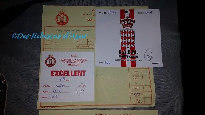 CH. Tamirlan tsar iz polesskikh elfov - Classe ouverte : 1er excellent - CACM