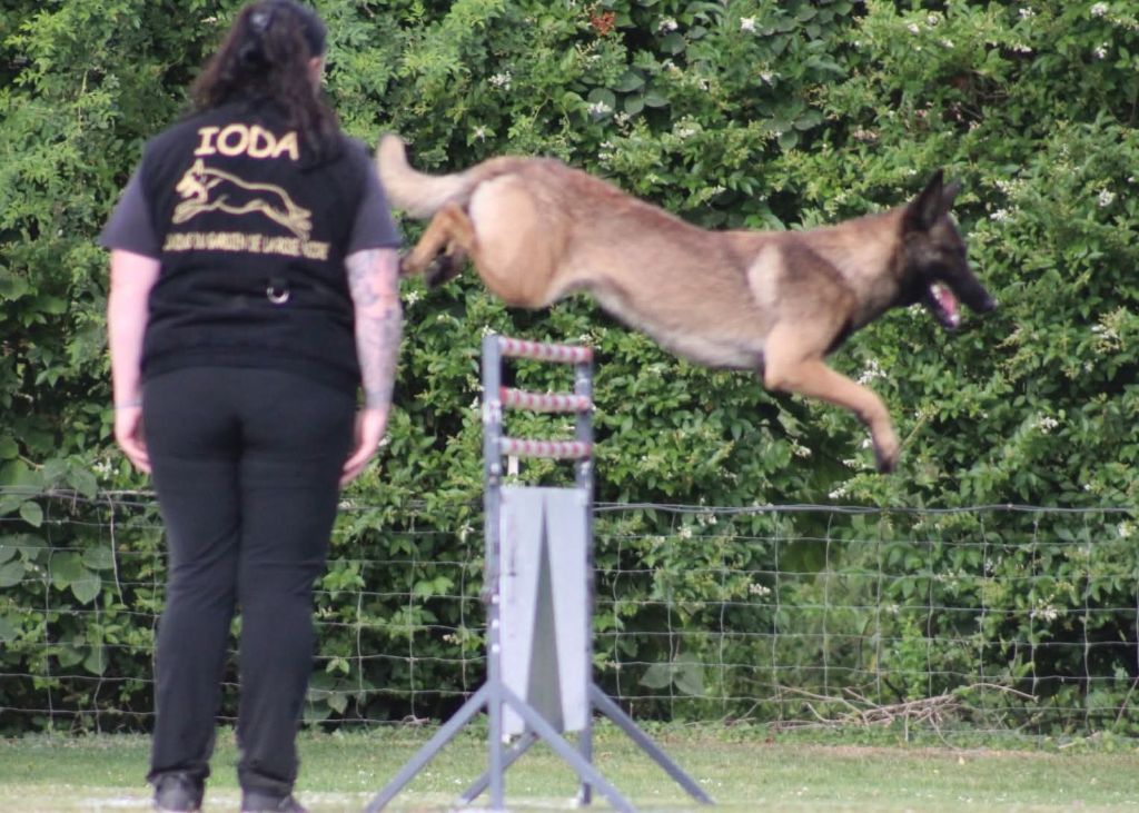 Uruk-haï De L'Odyssée D'Hèra