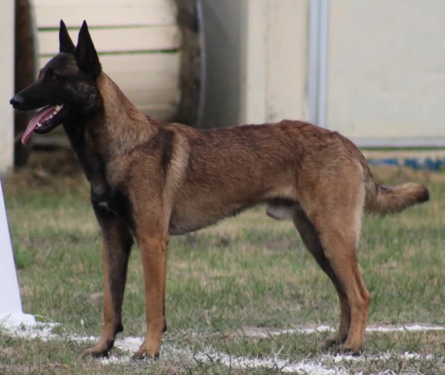 Uruk-haï De L'Odyssée D'Hèra