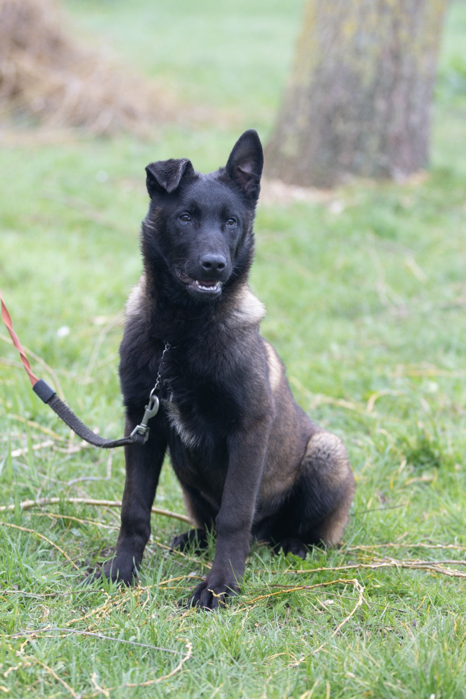 Aary Potter De L'Odyssée D'Hèra