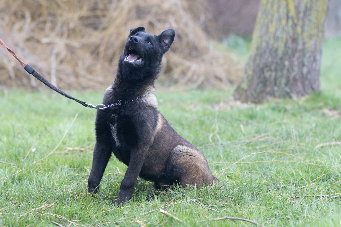 Aary Potter De L'Odyssée D'Hèra