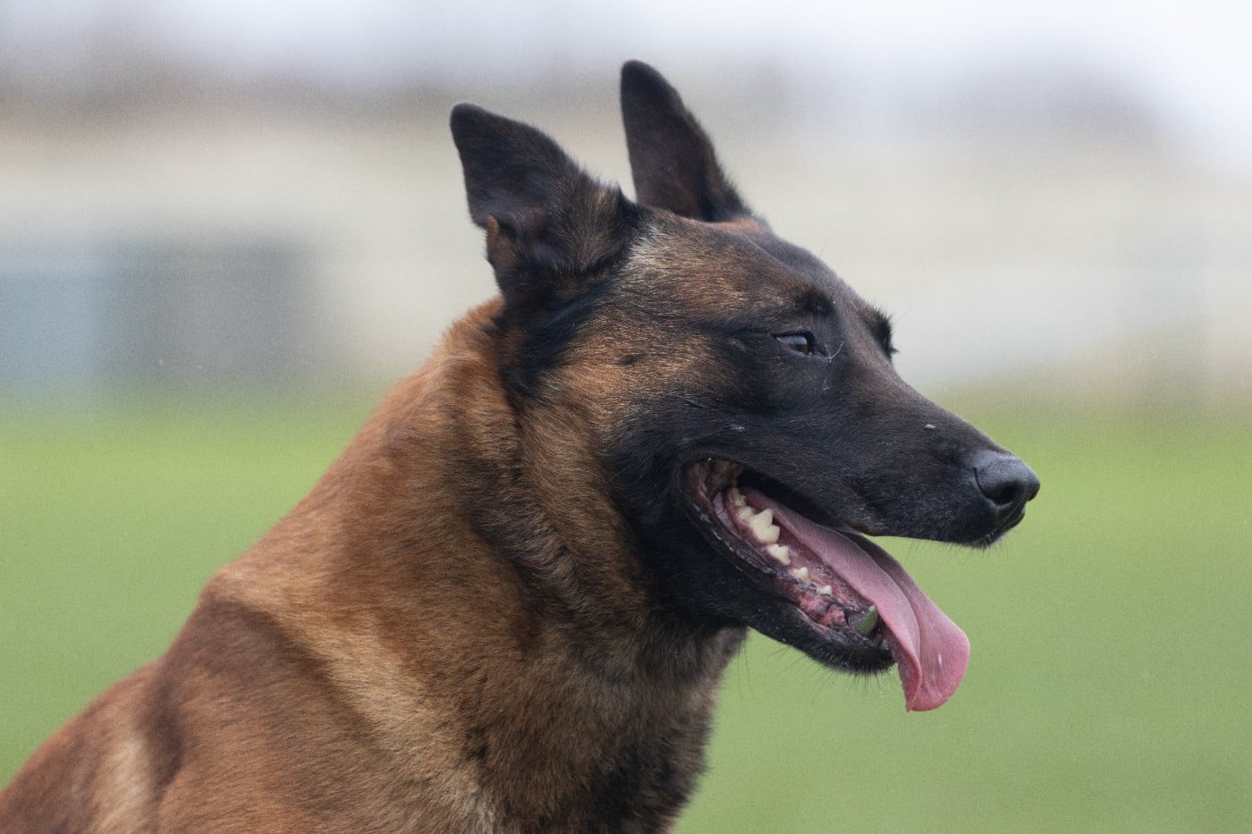 Sheythan De L'Odyssée D'Hèra