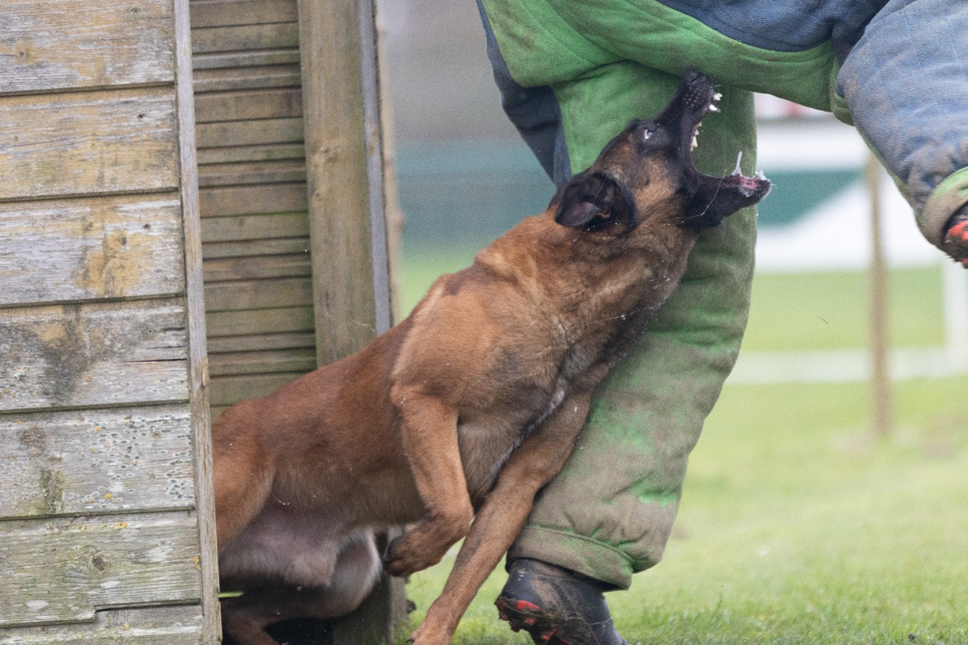 Sheythan De L'Odyssée D'Hèra