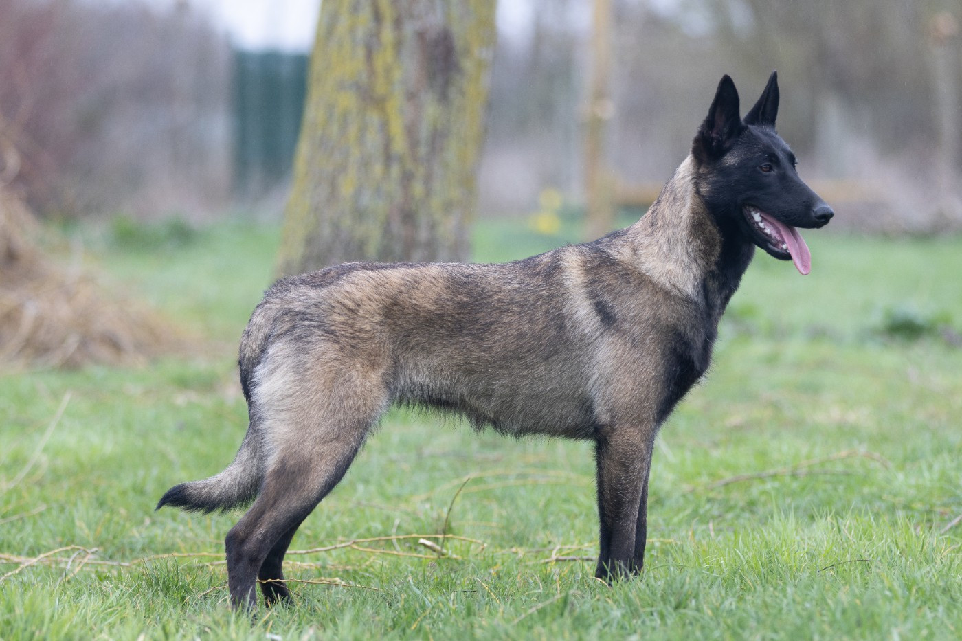 Apocalypse De L'Odyssée D'Hèra