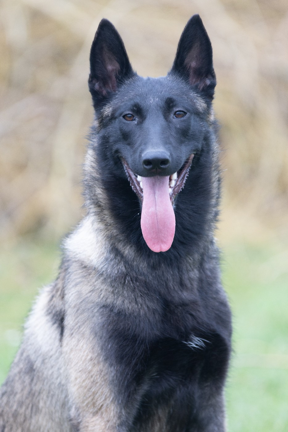Apocalypse De L'Odyssée D'Hèra
