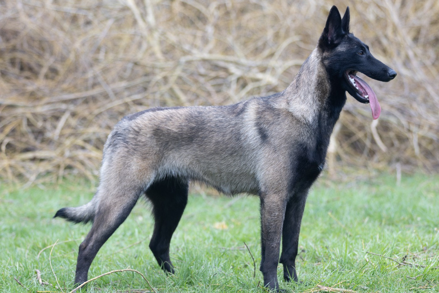 Apocalypse De L'Odyssée D'Hèra