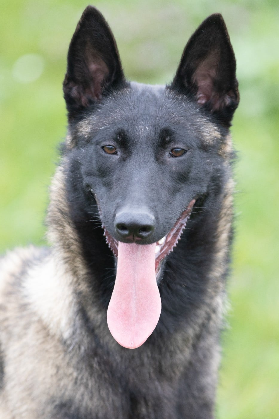 Apocalypse De L'Odyssée D'Hèra