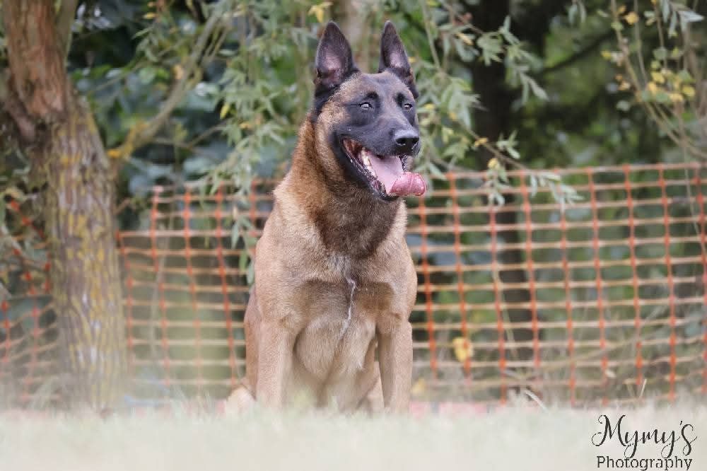 Sheythan De L'Odyssée D'Hèra