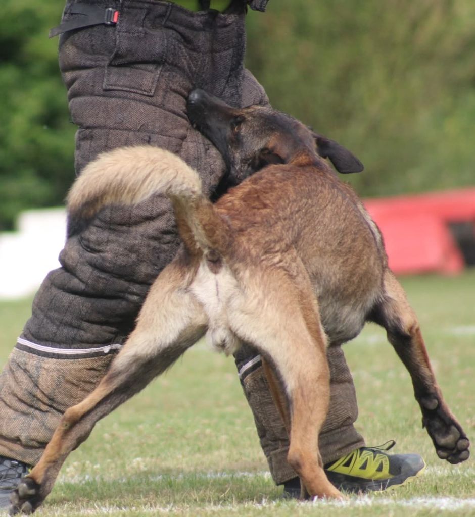 Uruk-haï De L'Odyssée D'Hèra