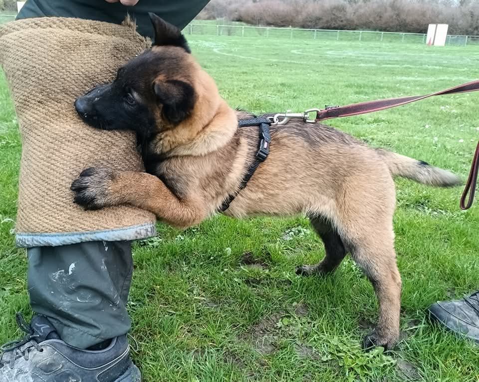 Uruk-haï De L'Odyssée D'Hèra