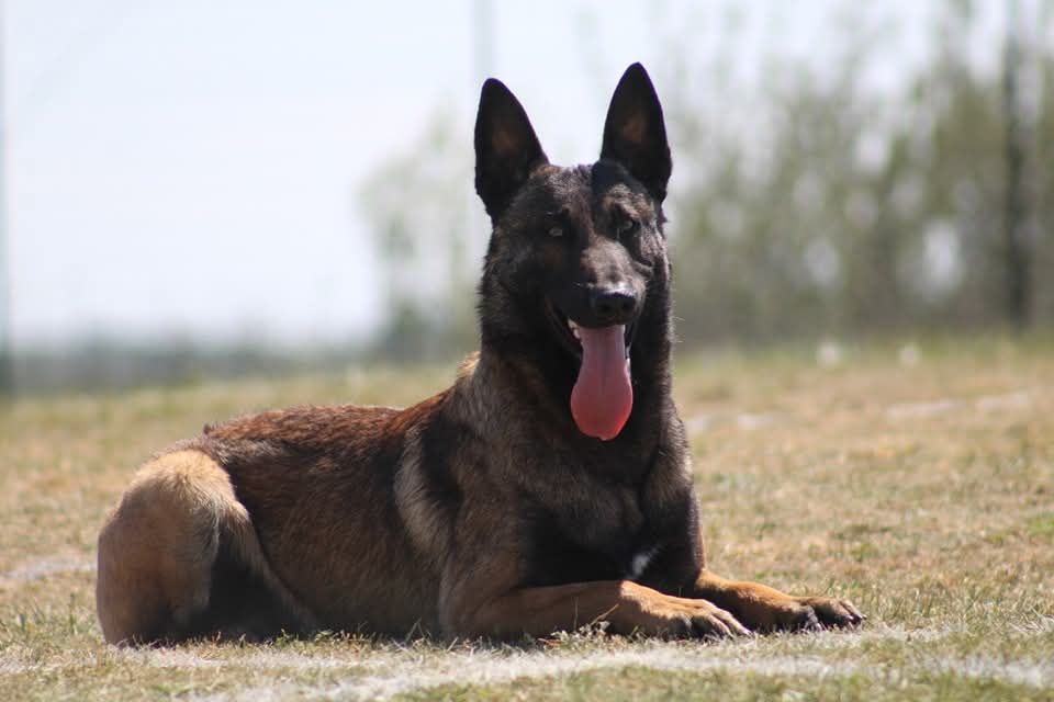 Uruk-haï De L'Odyssée D'Hèra