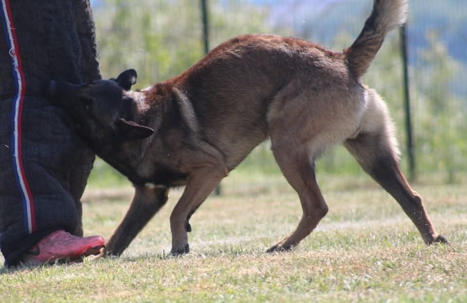 Uruk-haï De L'Odyssée D'Hèra