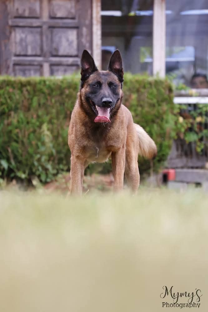 Sheythan De L'Odyssée D'Hèra