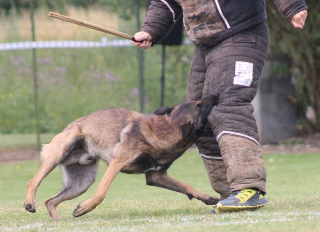 Uruk-haï De L'Odyssée D'Hèra