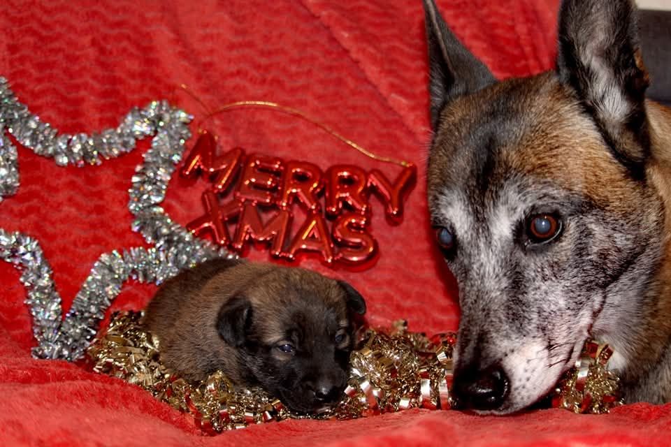 Uruk-haï De L'Odyssée D'Hèra