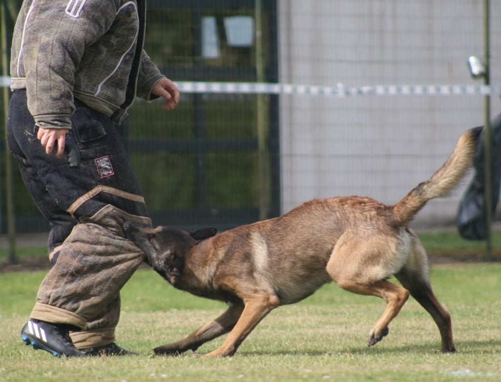 Uruk-haï De L'Odyssée D'Hèra