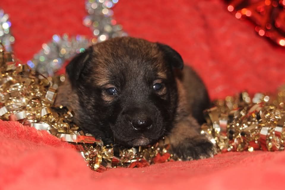 Uruk-haï De L'Odyssée D'Hèra