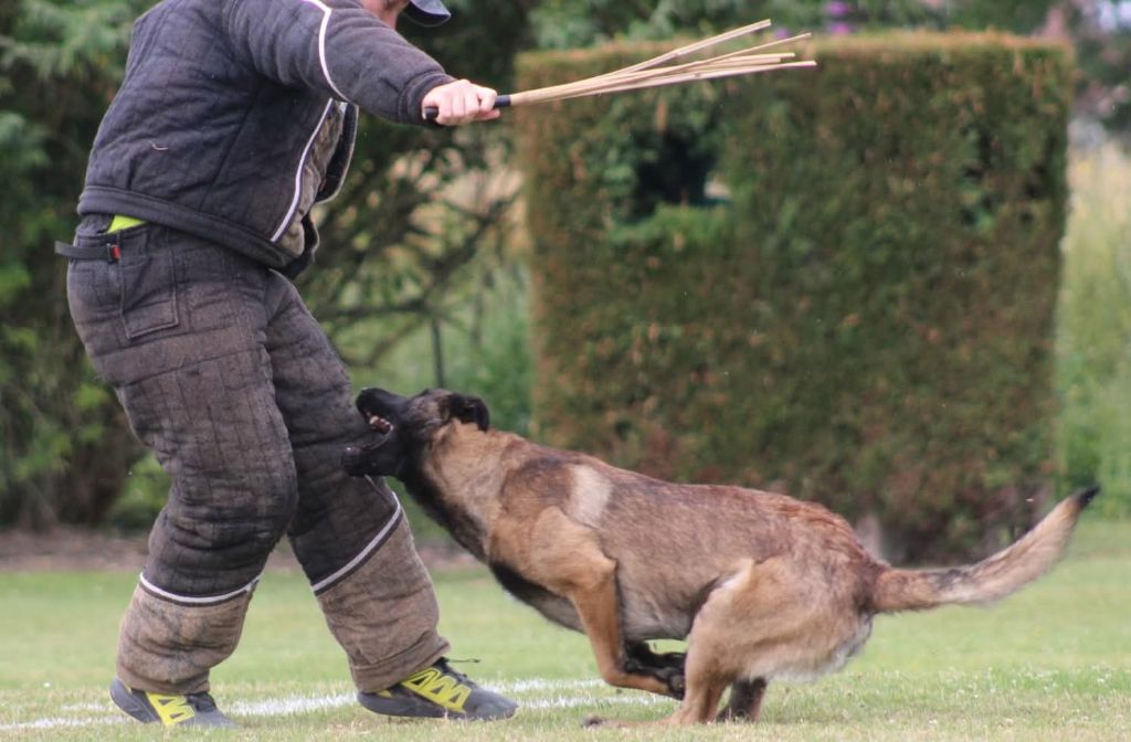 Uruk-haï De L'Odyssée D'Hèra