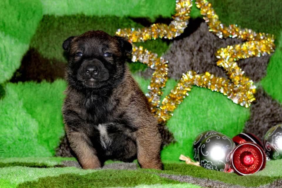 Uruk-haï De L'Odyssée D'Hèra