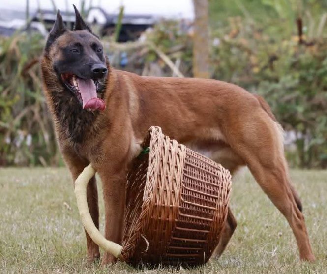 Sheythan De L'Odyssée D'Hèra