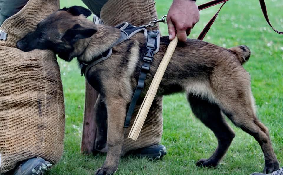 Uruk-haï De L'Odyssée D'Hèra
