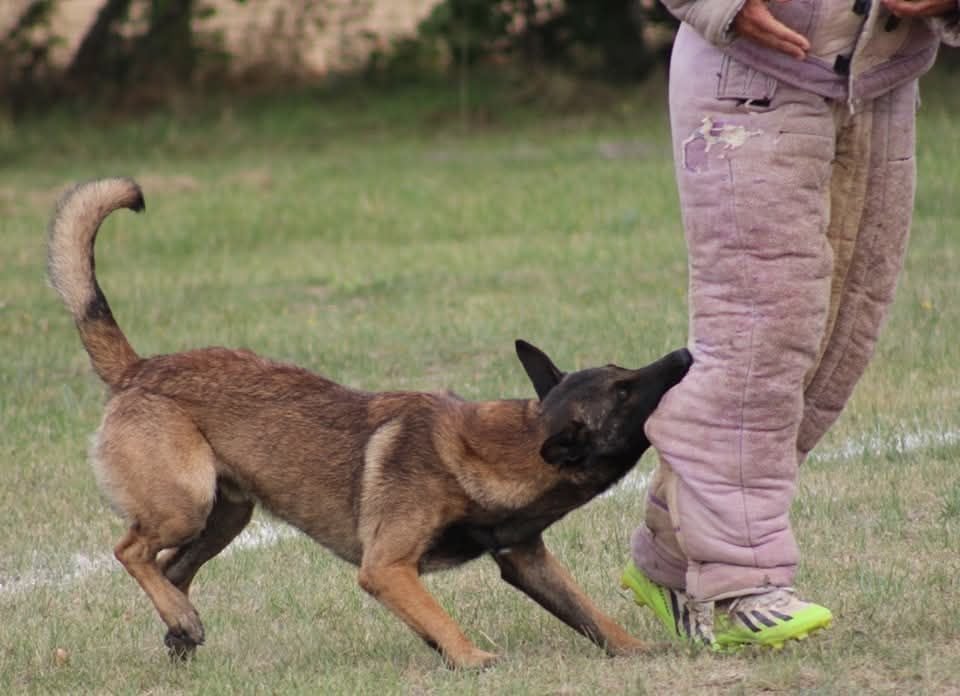 Uruk-haï De L'Odyssée D'Hèra