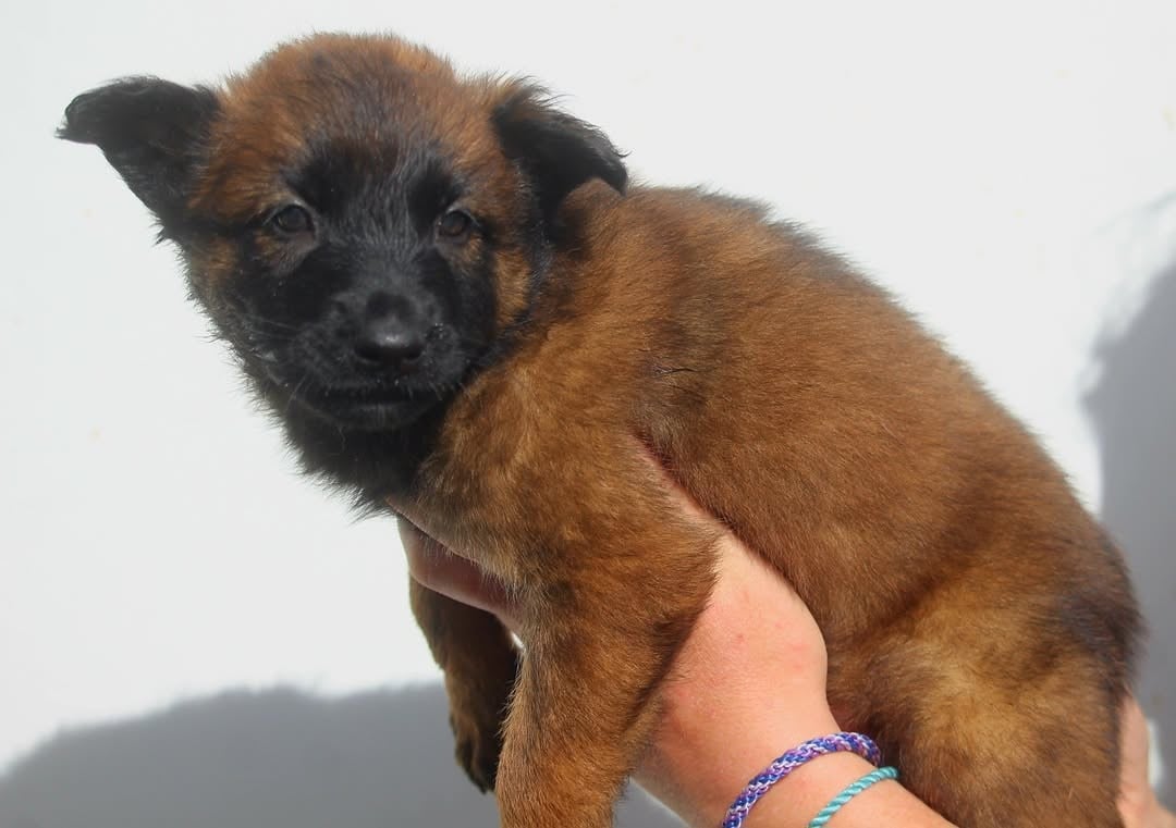 CHIOT 11