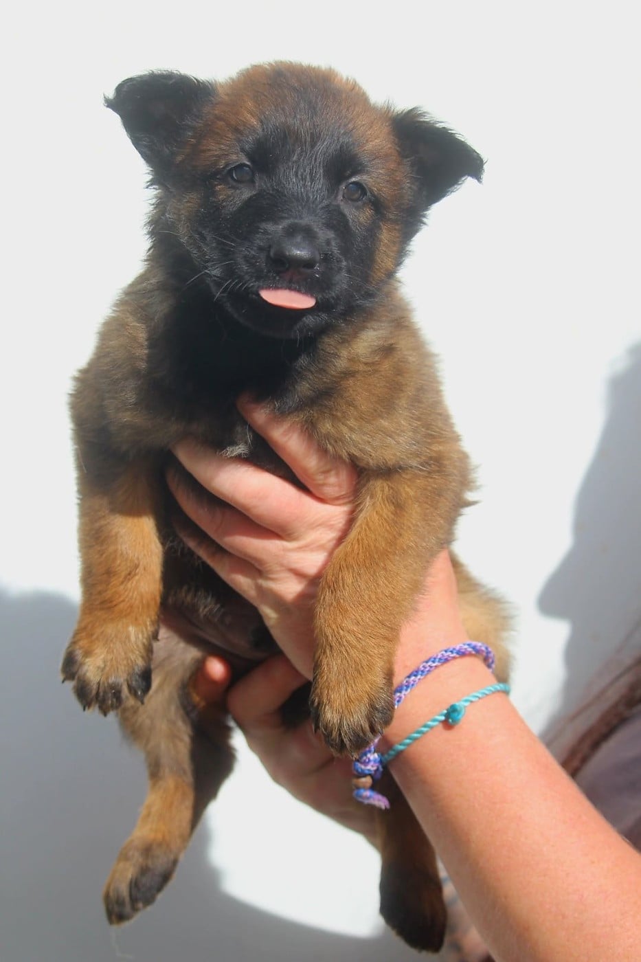CHIOT 11