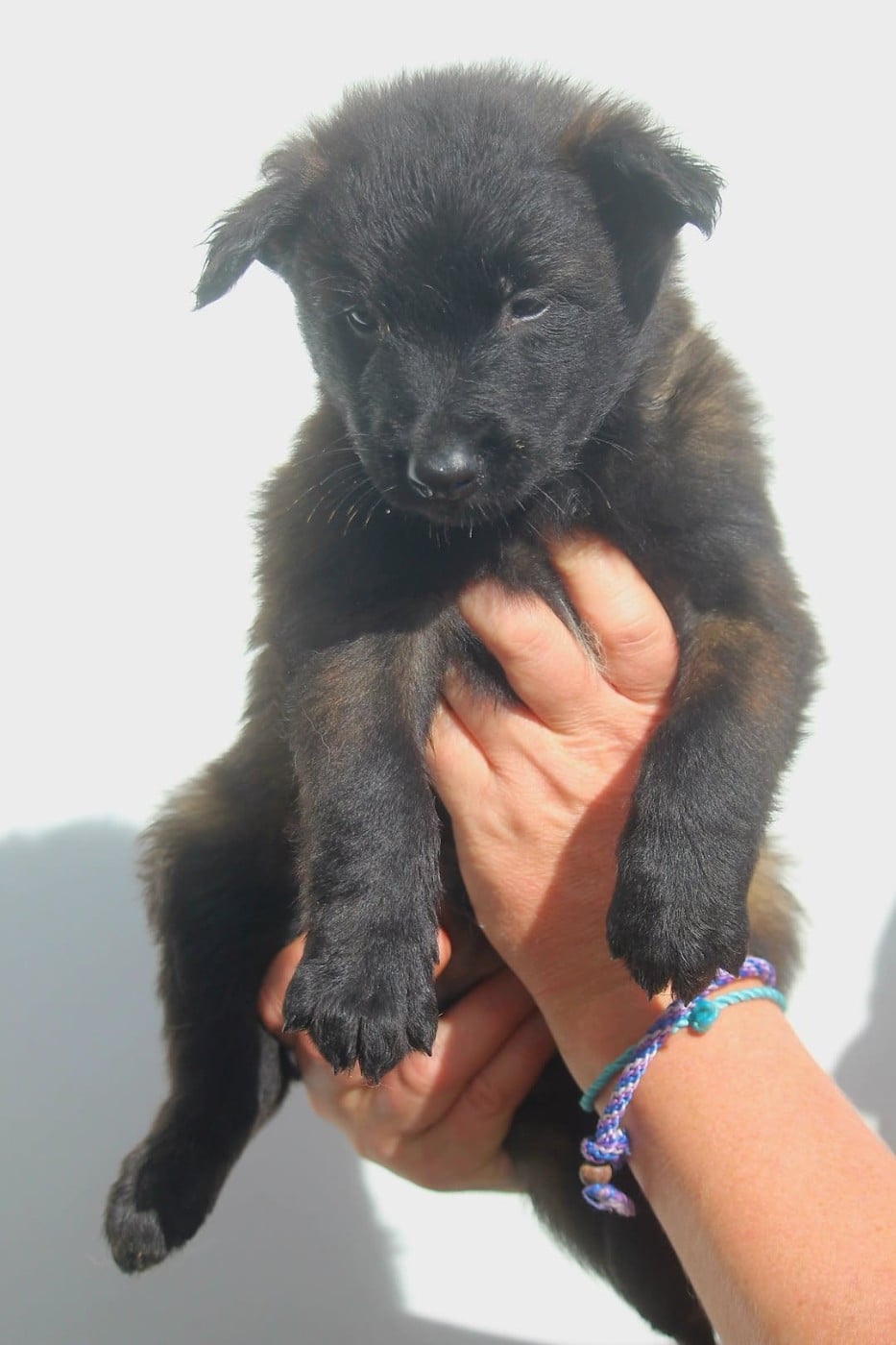 CHIOT 2