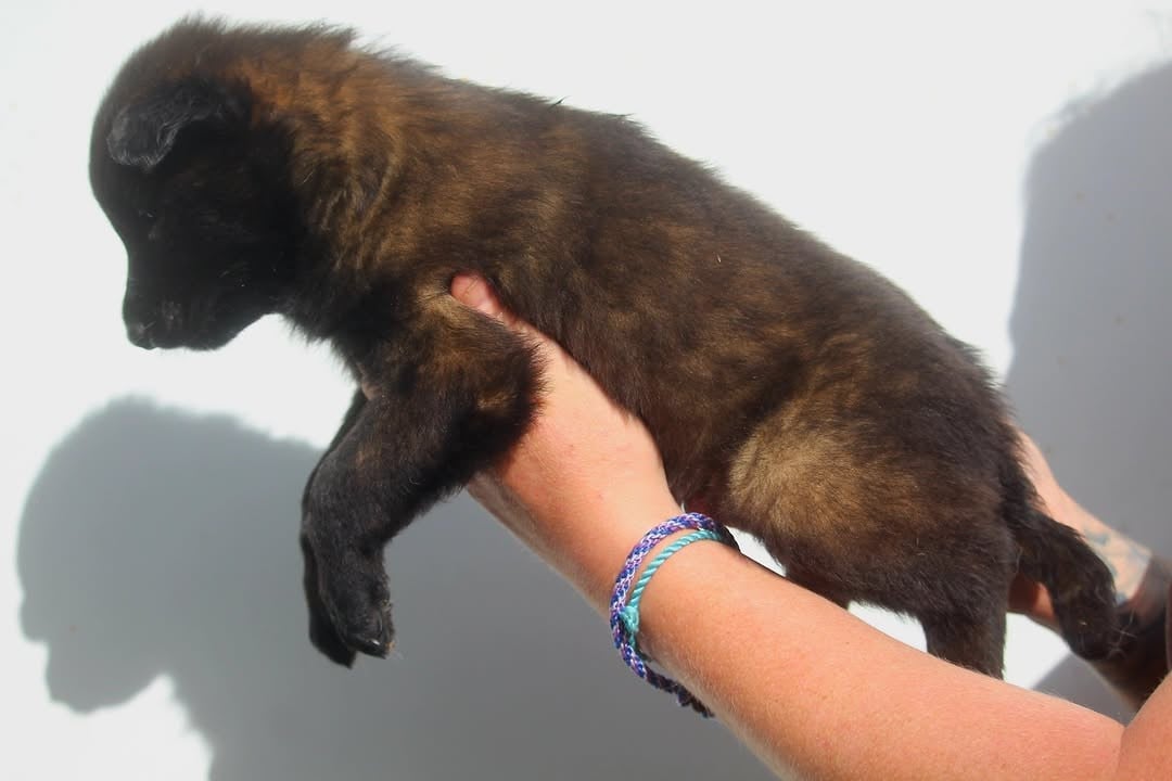 CHIOT 2