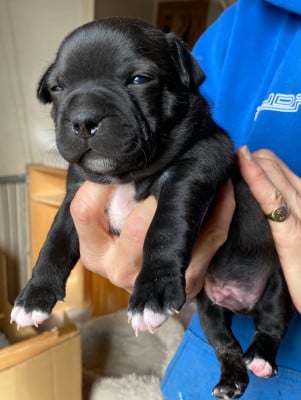 Les chiots de Staffordshire Bull Terrier