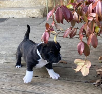 Les chiots de Staffordshire Bull Terrier