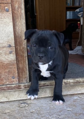 Les chiots de Staffordshire Bull Terrier