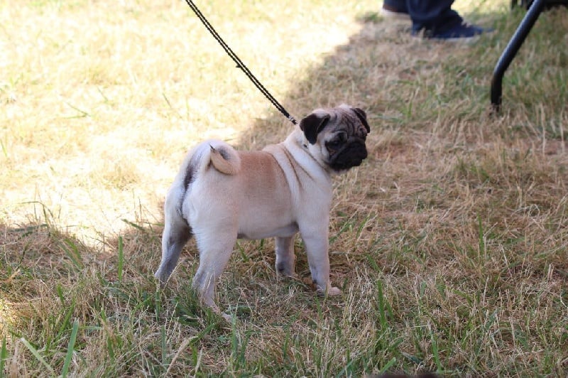Mimosa-mathurine Du Domaine De Péliza - Très Prometteur - Classe Baby