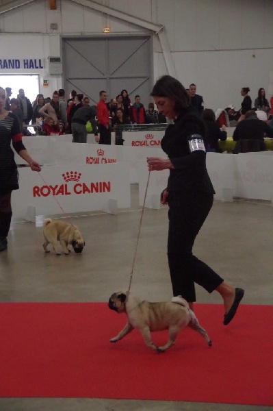 Mimosa-mathurine Du Domaine De Péliza - 2ème Exc. classe jeune