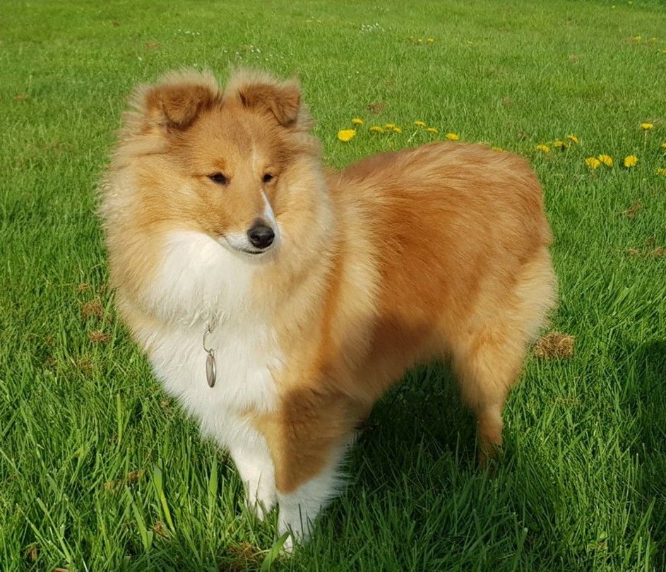 Qrazy love story Of Sweet Woodruff