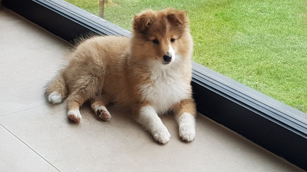 Qrazy love story Of Sweet Woodruff