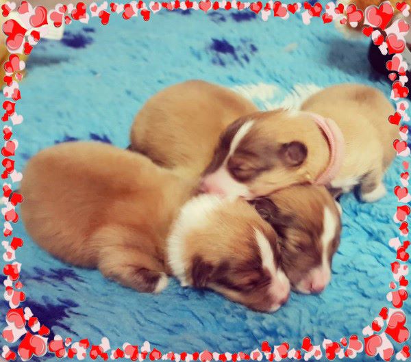 Qrazy love story Of Sweet Woodruff