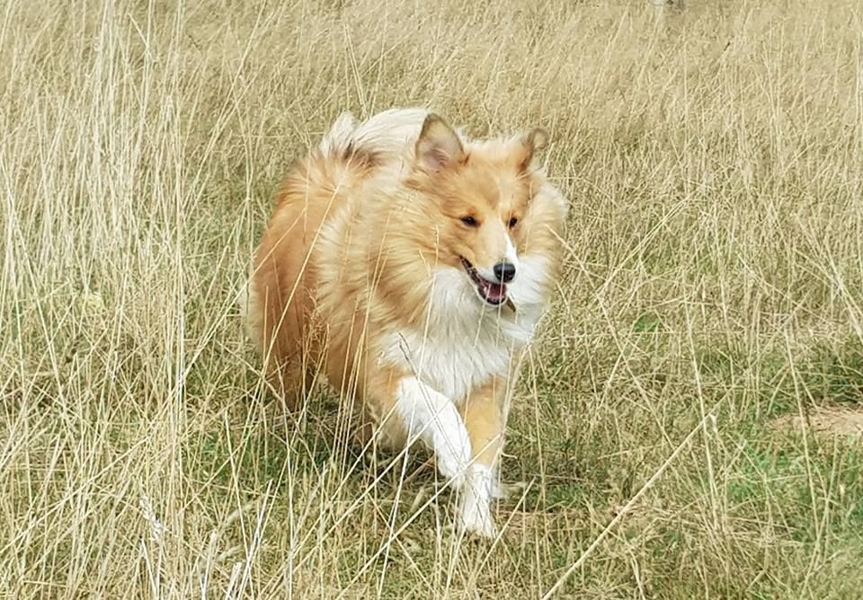 Qrazy love story Of Sweet Woodruff