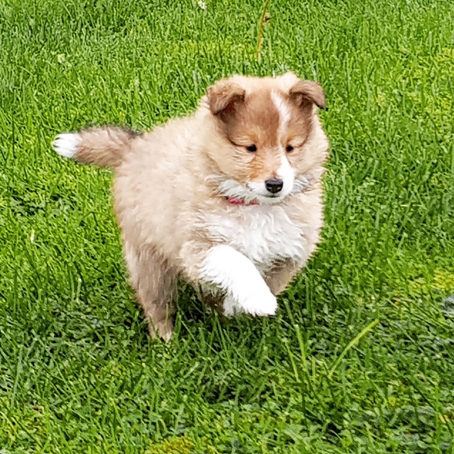 Qrazy love story Of Sweet Woodruff