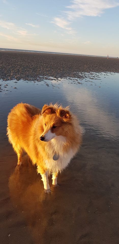 Qrazy love story Of Sweet Woodruff