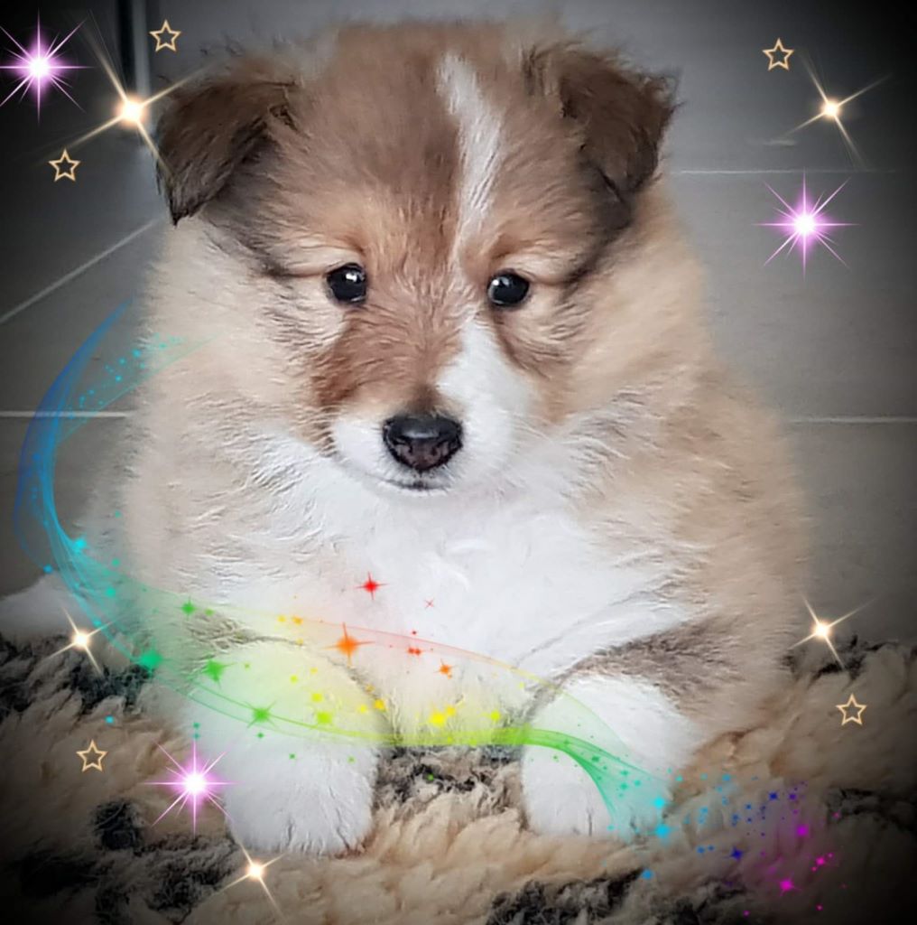 Qrazy love story Of Sweet Woodruff